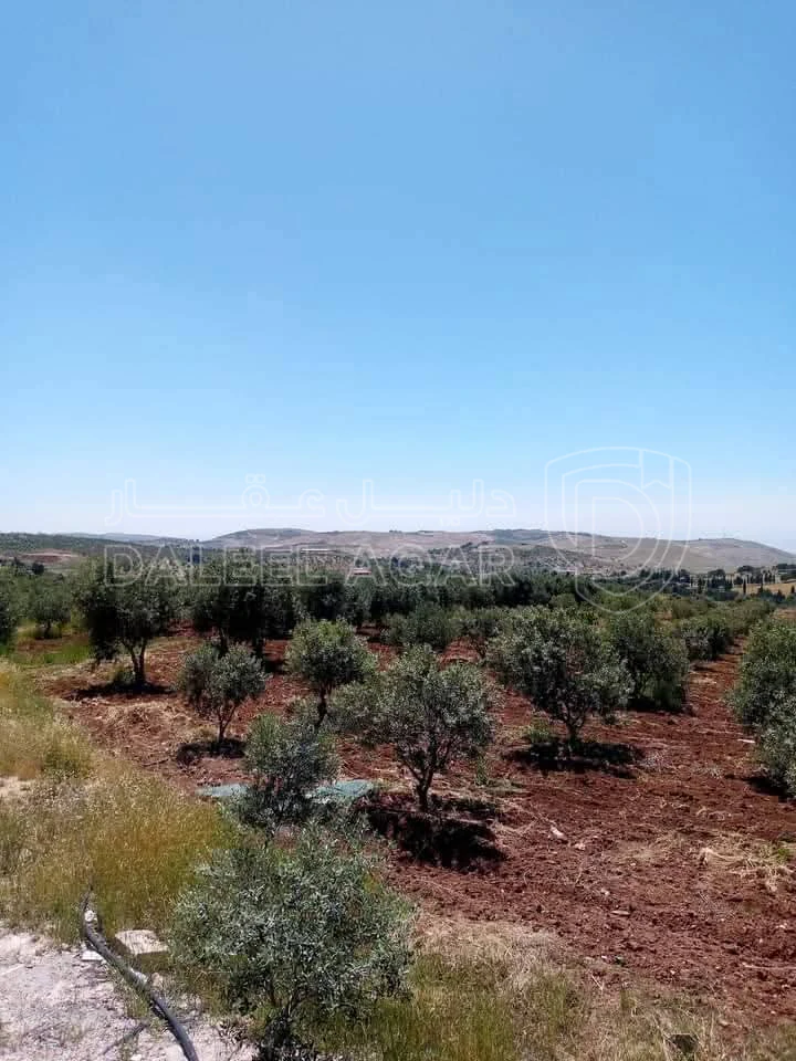 أرض في مادبا - الفيصلية  - 85,000 دأ - صورة 1